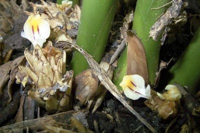 Cây dược liệu cây Sa nhân lưỡi dài, Mè tré bà, Hải nam sa nhân - Amomum longiligulara T. L. Wu