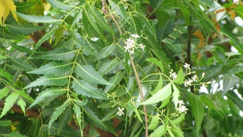 Cây dược liệu cây Sầu đâu - Azadirachta indica Juss f