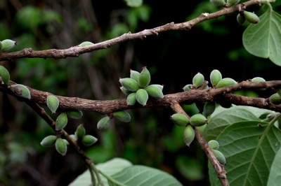 Cây dược liệu cây Thầu táu lông, Tai nghé lông - Aporusa villosa (Lindl.) H. Baill (Scepa villosa Lindl.)