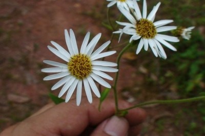 Cây dược liệu cây Thảo uy linh, Uy linh tiên, Inu gân - Inula nervosa Wall. ex DC