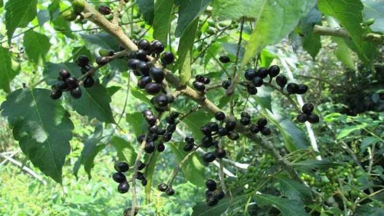 Cây dược liệu cây Sầu đâu cứt chuột, Sầu đâu rừng, Xoan rừng, Khổ sâm nam - Brucea javanica (L.), Merr