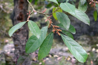 Cây dược liệu cây Thầu táu, Tai nghé biệt chu - Aporusa dioica (Roxb.) Muell. - Arg. (Alnus dioicus Roxb., Aporusa microcalyx Hassk., A. chinensis (Champ.) Merr.)
