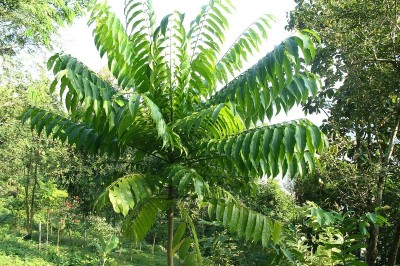 Cây dược liệu cây Sấu xoài, Long cóc xoài - Dracontomelon dao (Blanco) Merr. (Paliurus dao Blanco, D. mangiferum Blume)