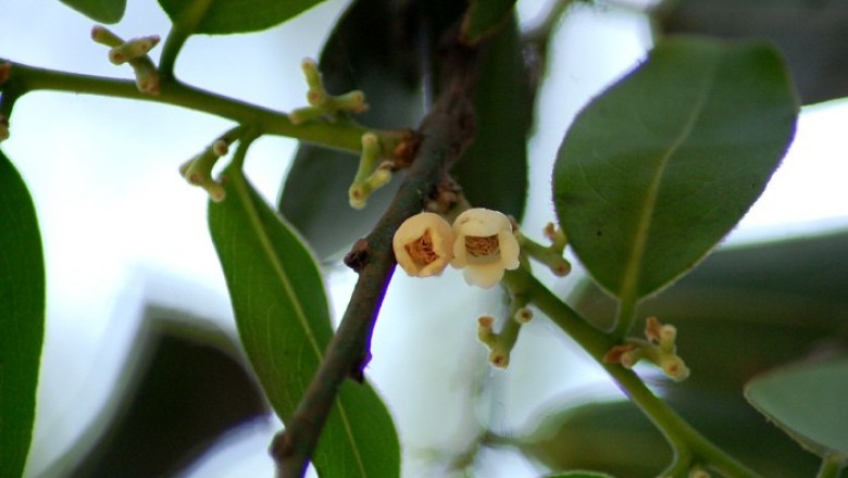 Cây dược liệu cây Thị đầu heo, Cườm thị - Diospyros malabarica (Desr.) Kostel. (D. embryopteris Pers., D. peregrina Gurcke)