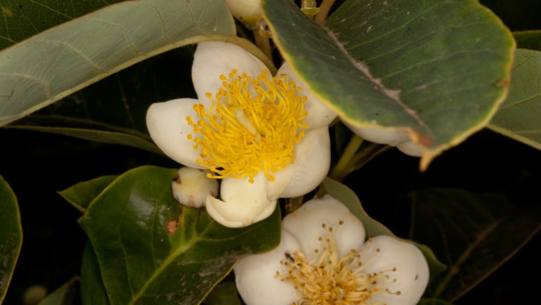 Cây dược liệu cây Săng sóc nguyên - Schima wallichii (DC.) Korth., subsp. noronhae (Reinw. ex Blume.) Bloemb