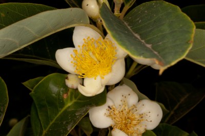 Cây dược liệu cây Săng sóc nguyên - Schima wallichii (DC.) Korth., subsp. noronhae (Reinw. ex Blume.) Bloemb