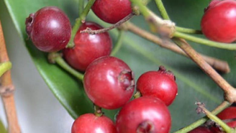 Cây dược liệu cây Sắn thuyền - Syzygium polyanthum (Wight) Walp. (Eugenia polyantha Witht. E. resinosa Gagnep.)