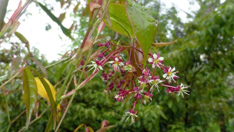 Cây dược liệu cây Thích cánh hồng, La phù thích, Tích thụ nghệ - Acer fabri Hance