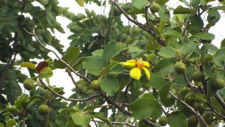 Cây dược liệu cây Sổ xoan, Sổ tai - Dillenia ovata Wall. ex Hook. f. et Thoms