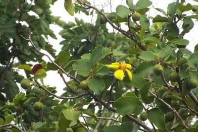 Cây dược liệu cây Sổ xoan, Sổ tai - Dillenia ovata Wall. ex Hook. f. et Thoms