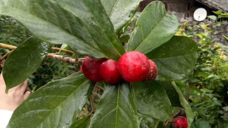 Cây dược liệu cây Sung lá đàn, Sung tỳ bà - Ficus pandurata Hance