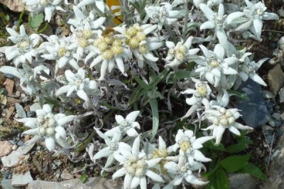 Cây dược liệu cây Sư cước, Toàn diệp hoá nhung thảo, Khổ ngải - Leontopodium subulatum (Franch.) Beauv