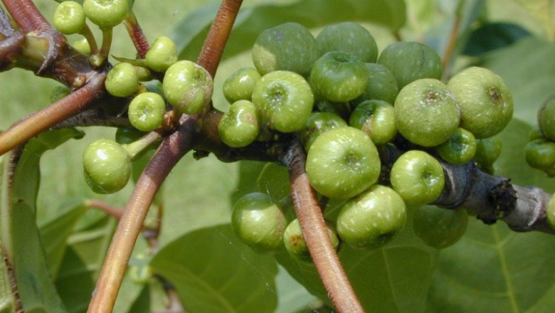 Cây dược liệu cây Sung bộng, Sung rừng - Ficus fistulosa Reinw. ex Blume (F. harlandii Benth.)