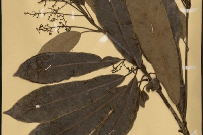 Cây dược liệu cây Sơn vôi - Semecarpus perniciosa Evrard et Tard