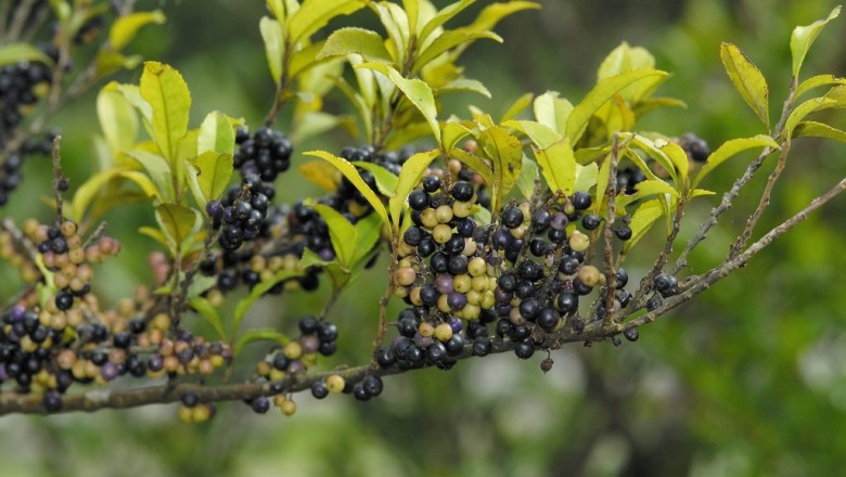 Cây dược liệu cây Súm, Chè cẩu - Eurya nitida Korth