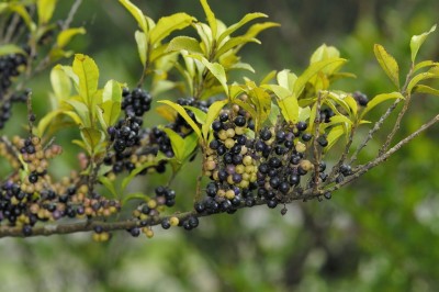 Cây dược liệu cây Súm, Chè cẩu - Eurya nitida Korth