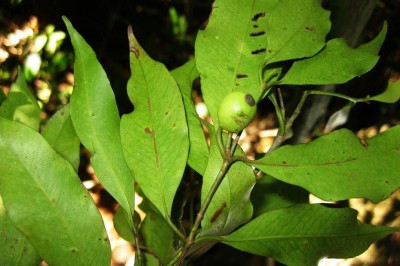 Cây dược liệu cây Sơn vé - Garcinia merguensis Wight