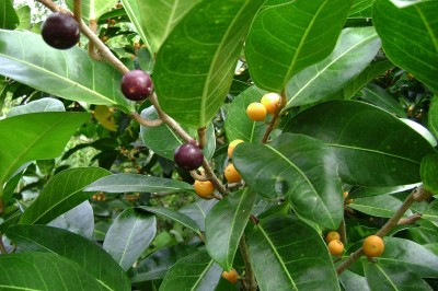 Cây dược liệu cây Sung bầu - Ficus tinctoria Forst. f. subsp. gibbosa (Blume) Corner (F. gibbosa Blume)