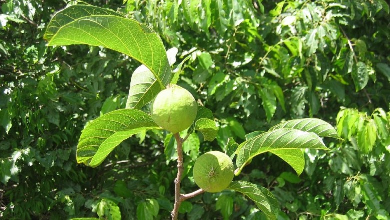Cây dược liệu cây Sui, Thuốc bắn - Antiaris toxicaria (Pers.) Lesch. (Ambora toxicaria Pers.)