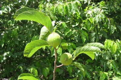 Cây dược liệu cây Sui, Thuốc bắn - Antiaris toxicaria (Pers.) Lesch. (Ambora toxicaria Pers.)