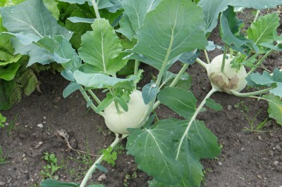 Cây dược liệu cây Su hào - Brassica caulorapa (DC.) (B. oleracea L. var. caulorapa DC.)