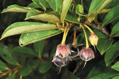 Cây dược liệu cây Sum nguyên vẹn, Sum lông, Ngầu nều xà - Adinandra integerrima T. Anders. ex Dyer