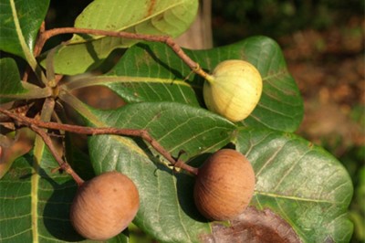 Cây dược liệu cây Sơn huyết, Sơn tiên - Melanorrhoea laccifera Pierre