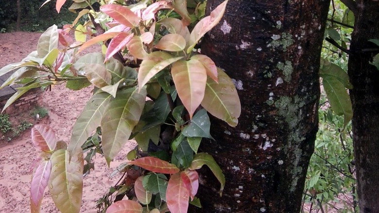 Cây dược liệu cây Sung dị, Sung rừng quả nhỏ - Ficus lacor Buch.-Ham