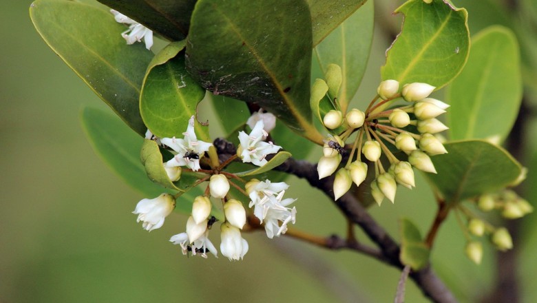 Cây dược liệu cây Sú, Trú, Cát, Mui biển - Aegiceras corniculata (L.) Blanco (Rhizophora corniculata L.)
