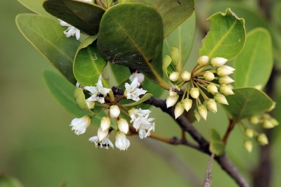 Cây dược liệu cây Sú, Trú, Cát, Mui biển - Aegiceras corniculata (L.) Blanco (Rhizophora corniculata L.)