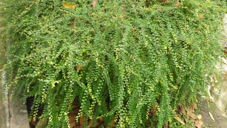 Cây dược liệu cây Sơn liễu, Diệp hạ châu chụm - Phyllanthus welwitschianus Muell.-Arg. (P. cochinchinensis Spreng.)