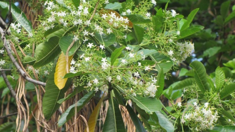 Cây dược liệu cây Sứa lá to, Mớp lá to - Alstonia macrophylla Wall. ex G. Don