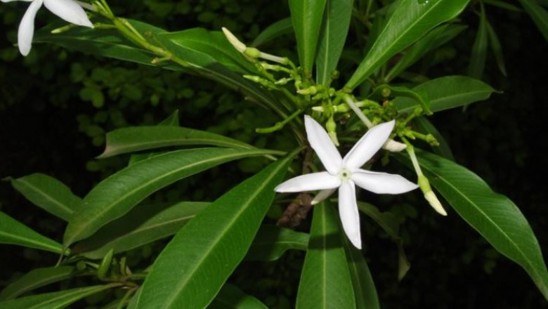 Cây dược liệu cây Sữa Maire, Mớp Maire, Mạy đót hương - Alstonia mairei Lévl