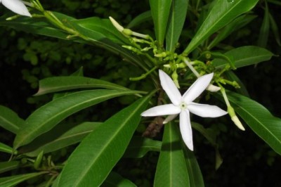 Cây dược liệu cây Sữa Maire, Mớp Maire, Mạy đót hương - Alstonia mairei Lévl