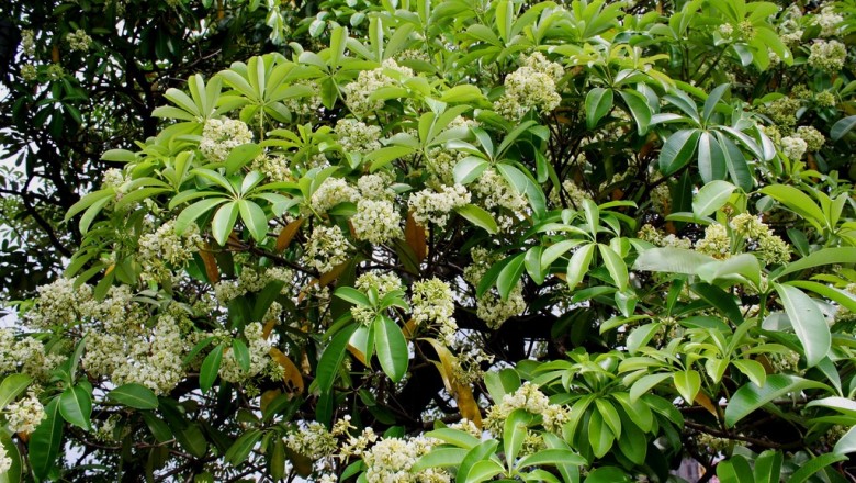 Cây dược liệu cây Sữa lá hẹp, Mớp lá hẹp, Cây lấc - Alstonia angustifolia Wall. ex A. DC