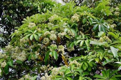 Cây dược liệu cây Sữa lá hẹp, Mớp lá hẹp, Cây lấc - Alstonia angustifolia Wall. ex A. DC