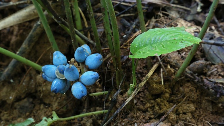 Cây dược liệu cây Sơn mộc, Sâm cau, Huệ rừng - Peliosanthes teta Andrews subsp. humilis (Andr.) Jessop (P. labroyana Pierre ex Rodr)