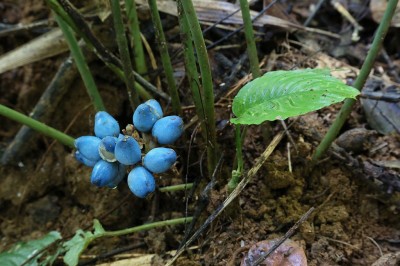 Cây dược liệu cây Sơn mộc, Sâm cau, Huệ rừng - Peliosanthes teta Andrews subsp. humilis (Andr.) Jessop (P. labroyana Pierre ex Rodr)
