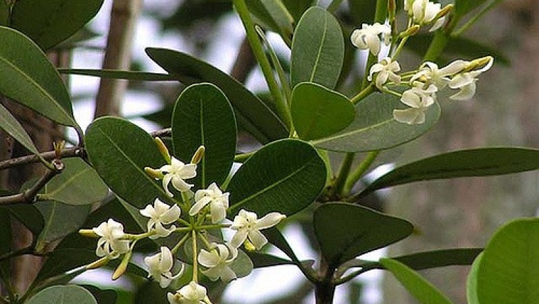 Cây dược liệu cây Sữa lá bàng, Mớp, Mò cua nước - Alstonia spathulata Blume