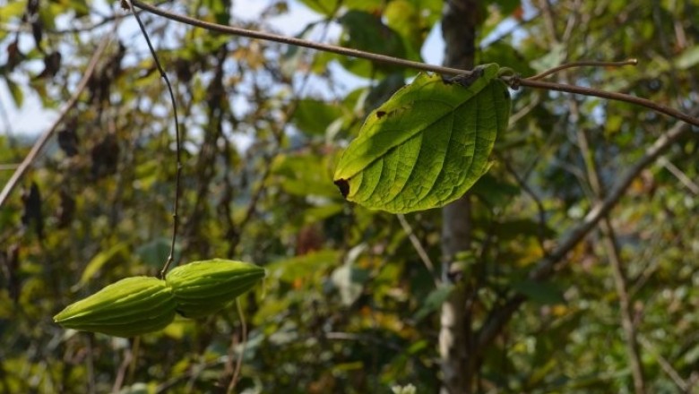 Cây dược liệu cây Sữa dây quả cánh, Sí quả đằng - Myriopteron extensum (Wight) K. Schum. (Streptocaulon extensum Wight)