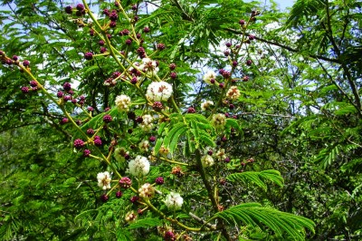 Cây dược liệu cây Sống rắn dây, Keo lông chim - Acacia pennata (L.) Willd