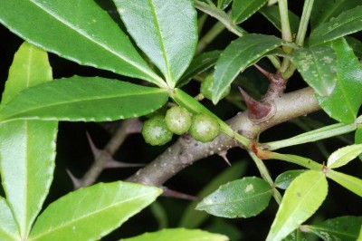 Cây dược liệu cây Sẻn gai - Zanthoxylum armatum DC., (Z. alatum Roxb.)