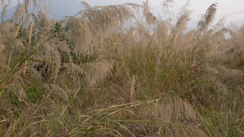 Cây dược liệu cây Sậy khô - Neyraudia reynaudiana (Kunth.) Keng ex Hitche. (Arundo reynaudiana Kunth)