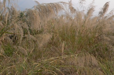 Cây dược liệu cây Sậy khô - Neyraudia reynaudiana (Kunth.) Keng ex Hitche. (Arundo reynaudiana Kunth)