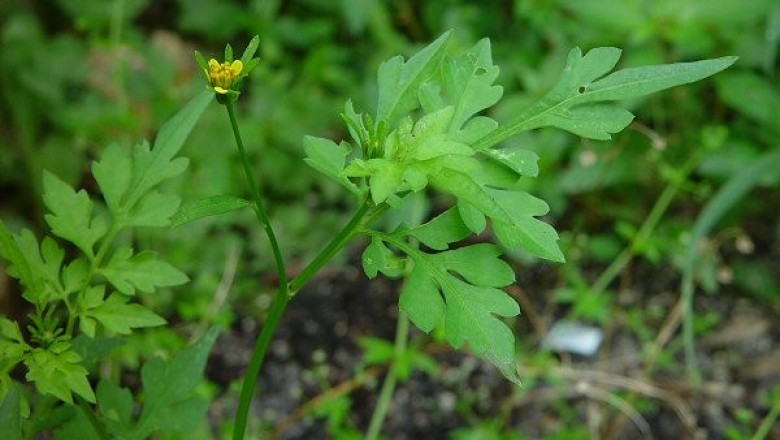 Cây dược liệu cây Song nha hai lần kép, Quỹ trâm thảo, Ðơn buốt năm lá - Bidens bipinnata L