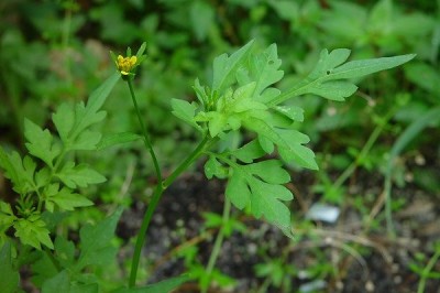 Cây dược liệu cây Song nha hai lần kép, Quỹ trâm thảo, Ðơn buốt năm lá - Bidens bipinnata L
