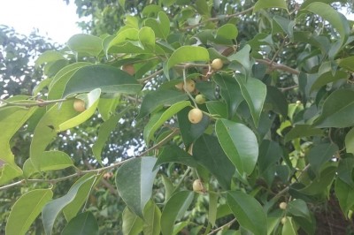 Cây dược liệu cây Si - Ficus benjamina L