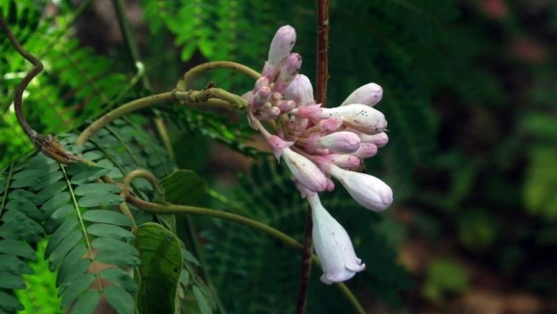 Cây dược liệu cây Sơn đôn, Mắc chim - Amalocalyx microlobus Pierre ex Spire