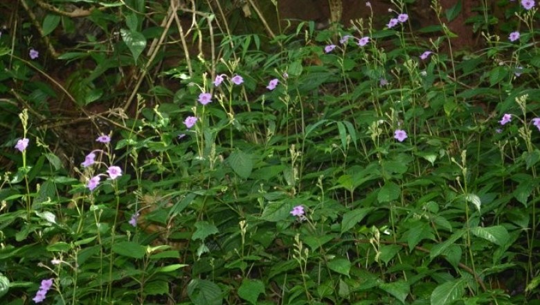 Cây dược liệu cây Song biến Trung Quốc, Bạch tiếp cốt - Asystasiella chinensis (S. Moore.) E. Hossain (Asystasia chinensis S. Moore.)