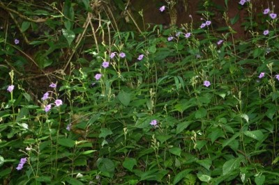 Cây dược liệu cây Song biến Trung Quốc, Bạch tiếp cốt - Asystasiella chinensis (S. Moore.) E. Hossain (Asystasia chinensis S. Moore.)